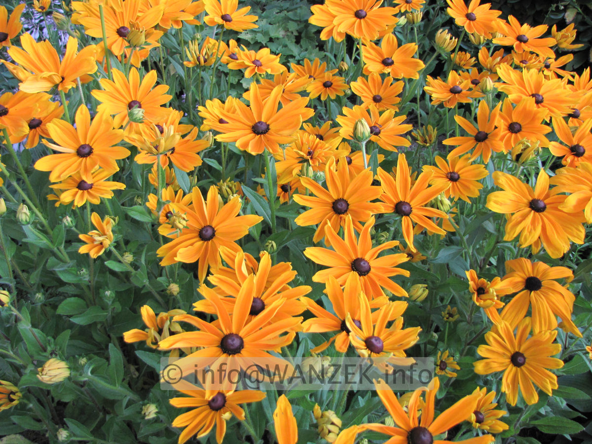 Rudbeckia hirta Indian Summer 03b.JPG